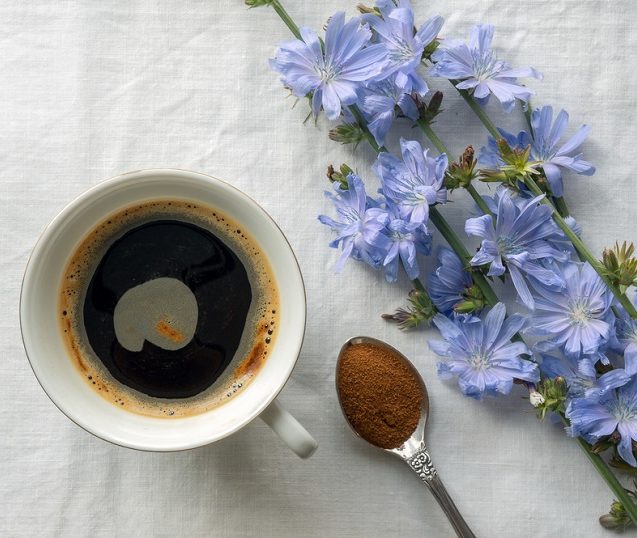 Chicory cup drink