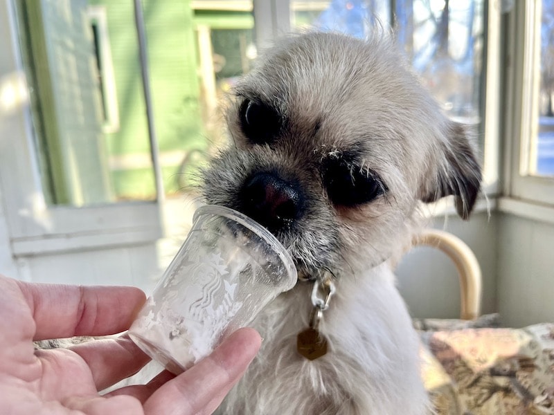 white dog eating Starbucks pup cup drink_Kate
