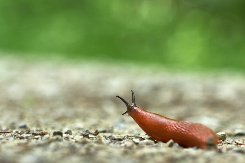 slug in garden