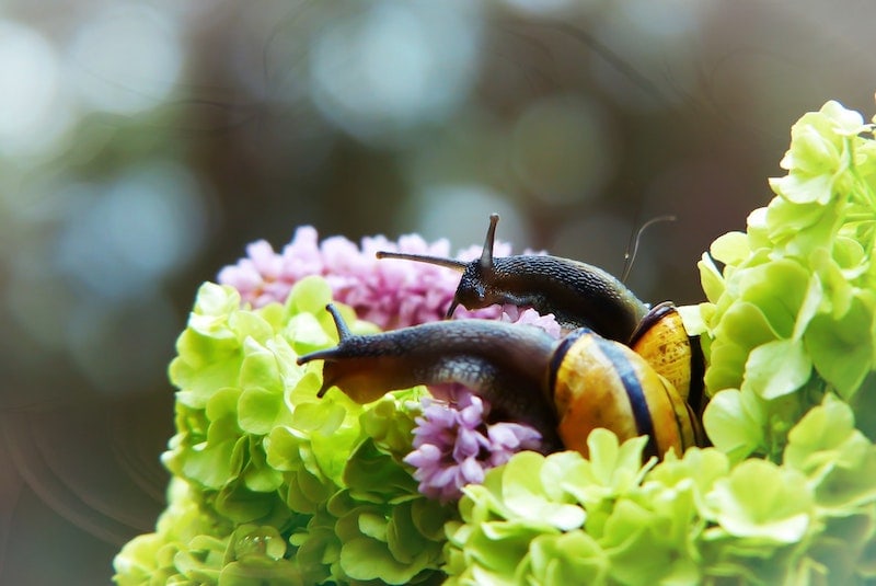 snails eating flowers
