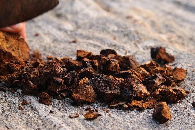 Chaga mushrooms