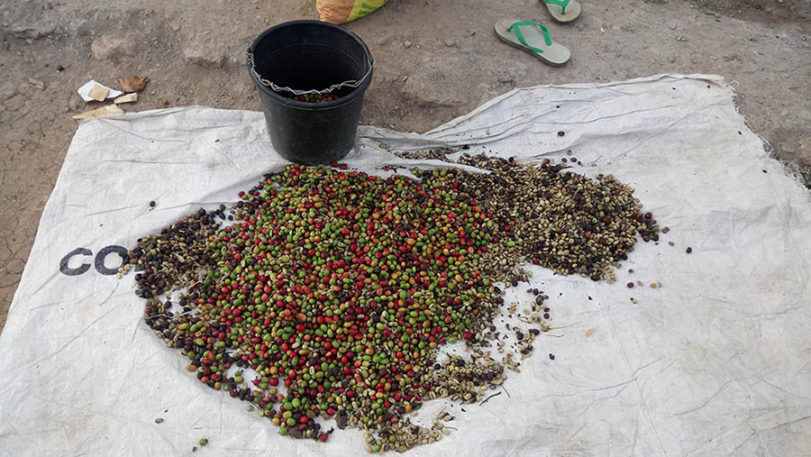 coffee beans in East Timor
