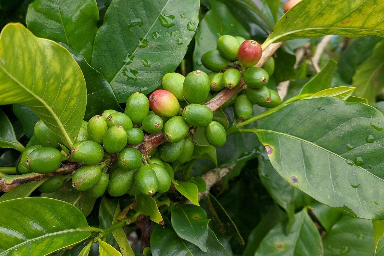 coffee plant