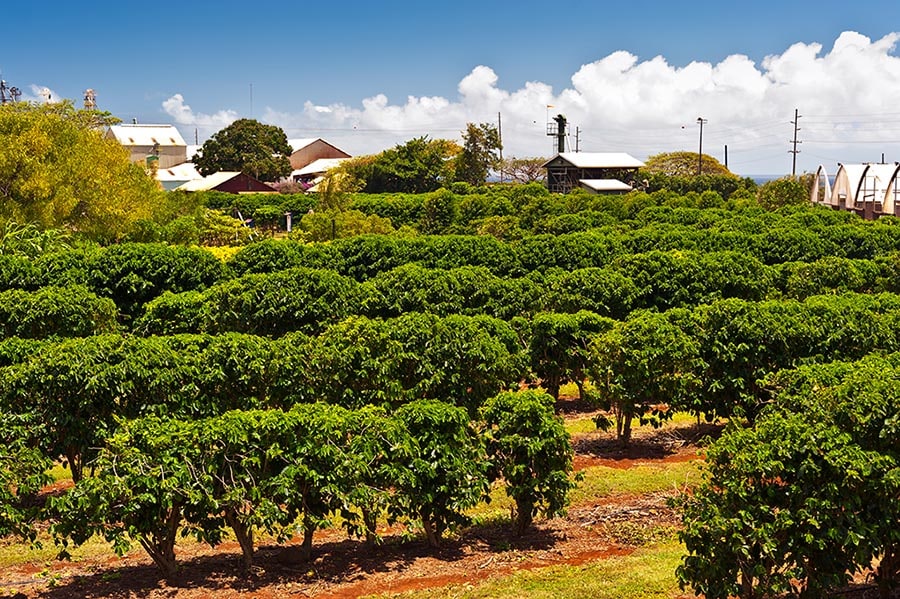 Coffee plantation in Maui, Hawaii