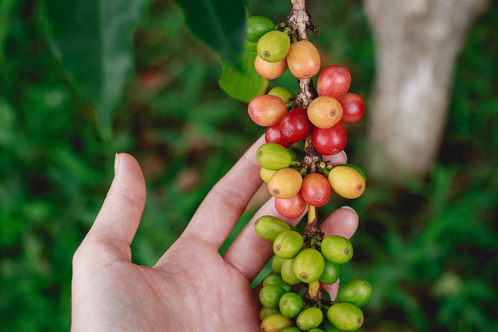 hand holding coffee fruit