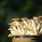 oyster mushrooms in a bottle