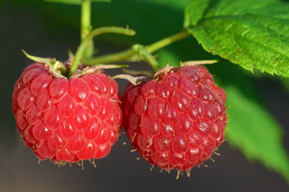 raspberry fruit