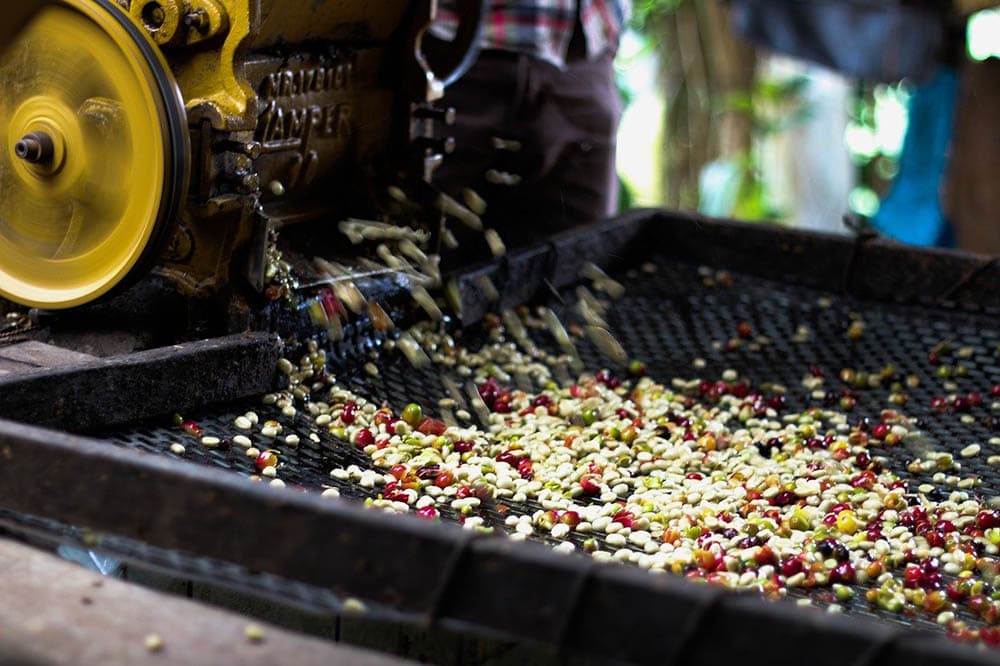 washed coffee process