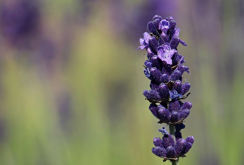 a close up of lavender flower