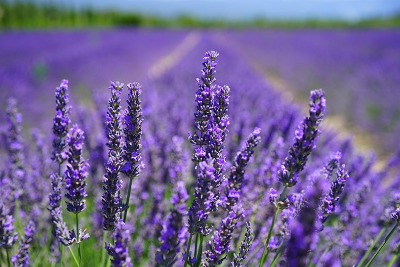 a field of lavenders