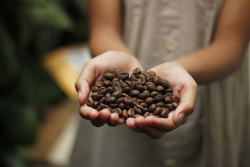 coffee beans on the girl's hands