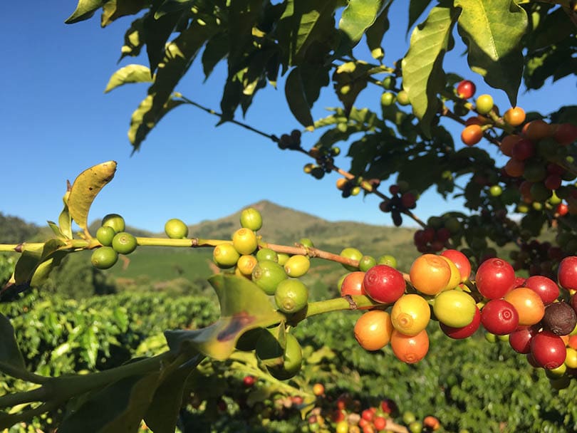coffee plantation