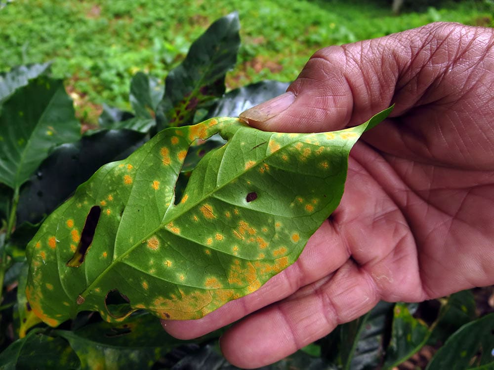 Coffee rust on leaves