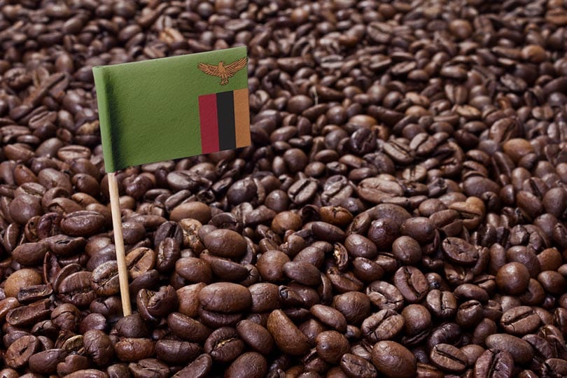 flag of Zambia sticking in roasted coffee beans