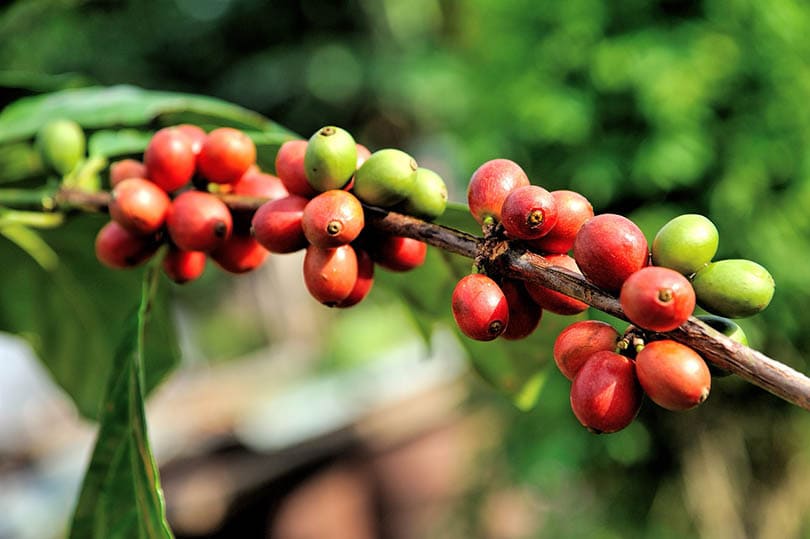 arabica coffee berries