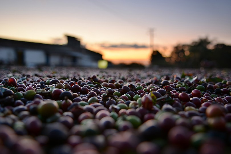 coffee berries production