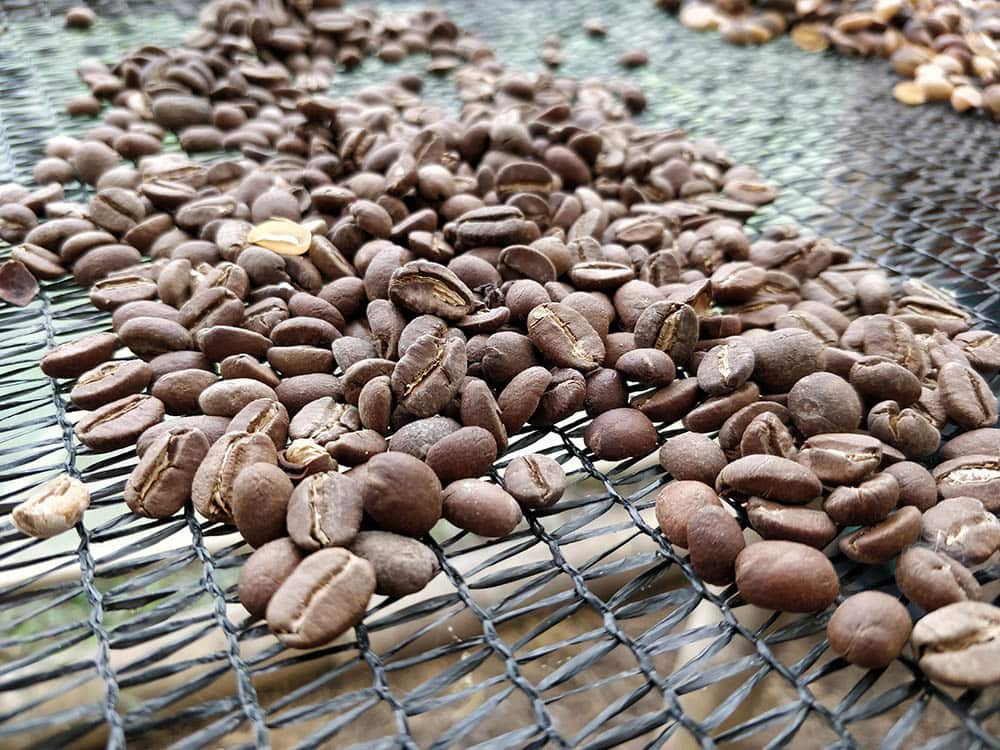 Fresh roasted ecuadorian coffee beans