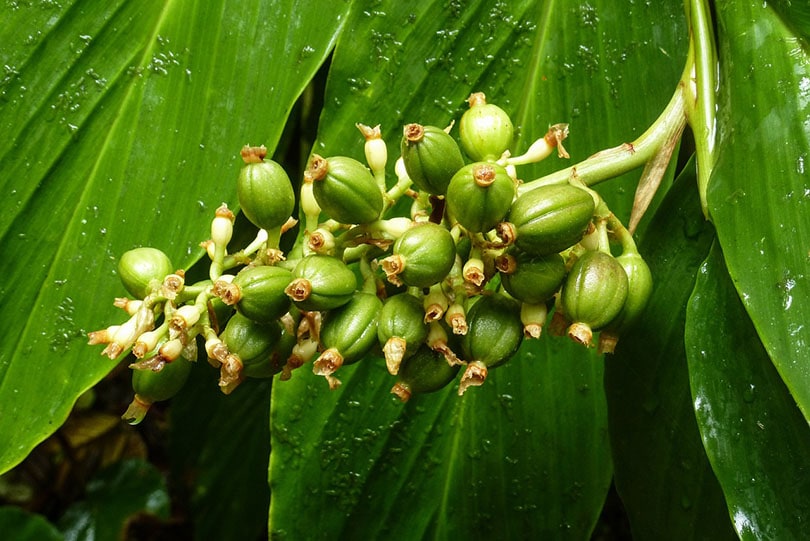 coffee plant in rainforest