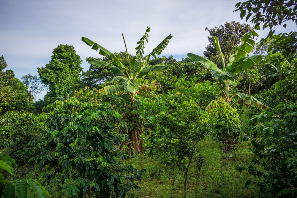 Galapagos Island Coffee Plantage