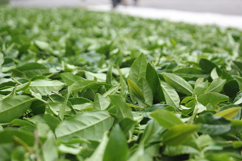 Tieguanyin oolong leaves