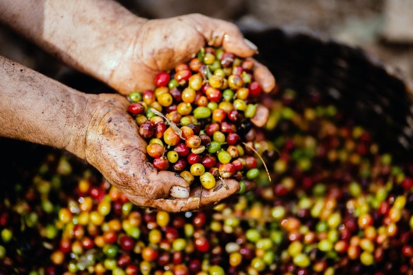 coffee berries on woman's hand and in the basket