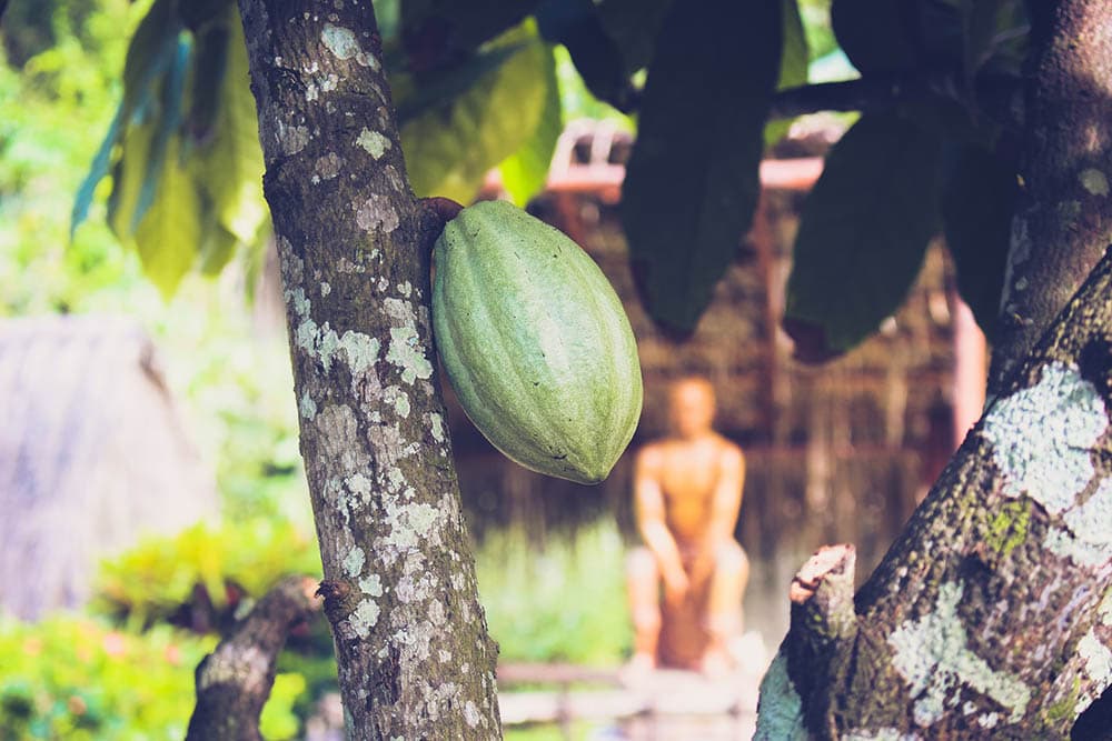 close up cacao tree