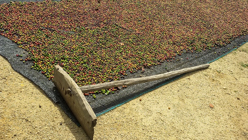 sun dried coffee berries