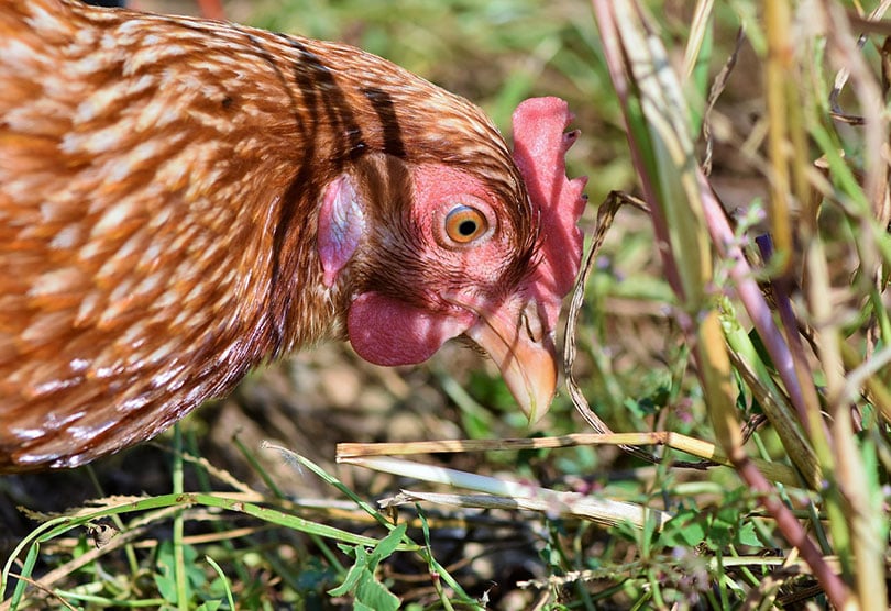 close up of a chicken
