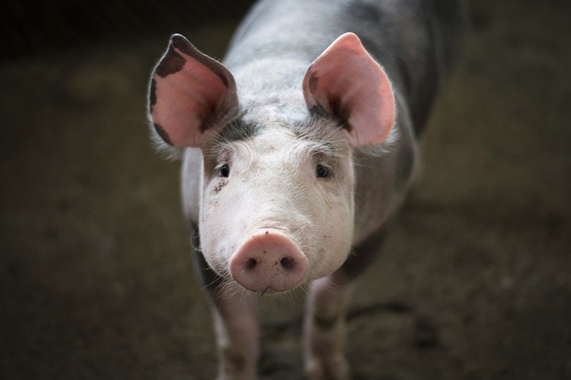 close up of a pig