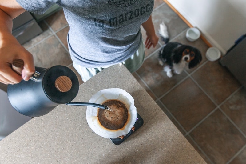 dog watching chemex pourover brewing