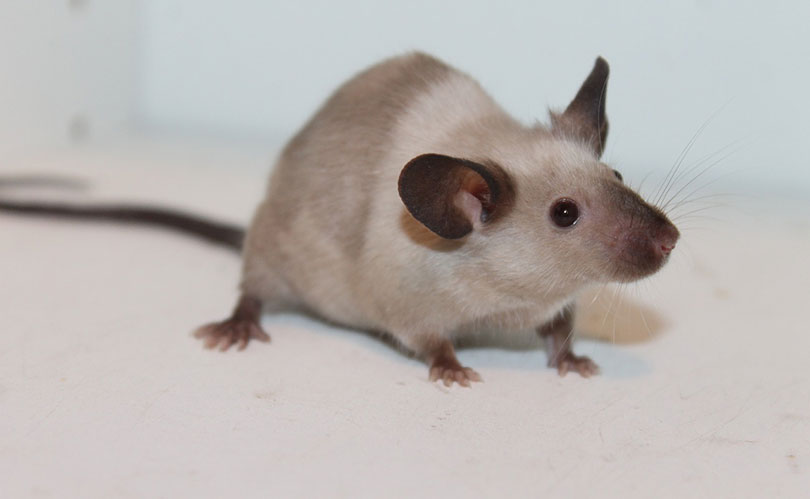 do rats like coffee grounds