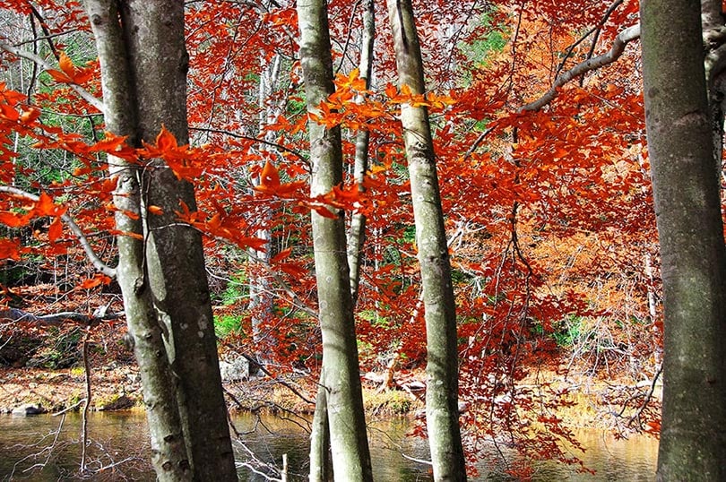 american beech trees