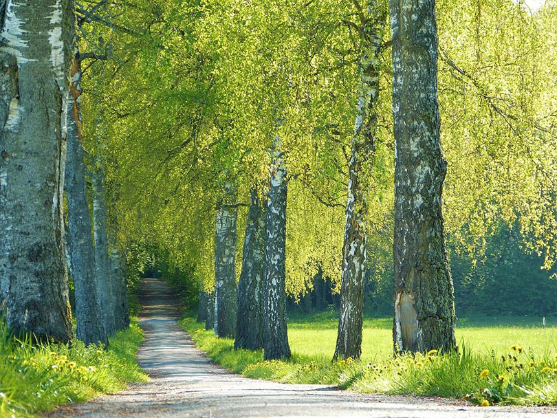 birch trees
