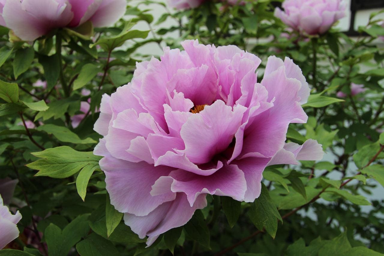 close up pink peony