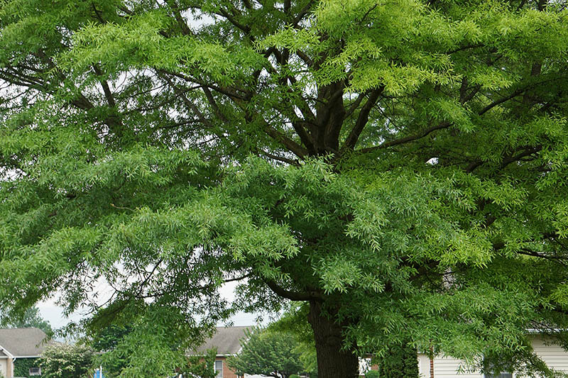 mature willow oak tree 