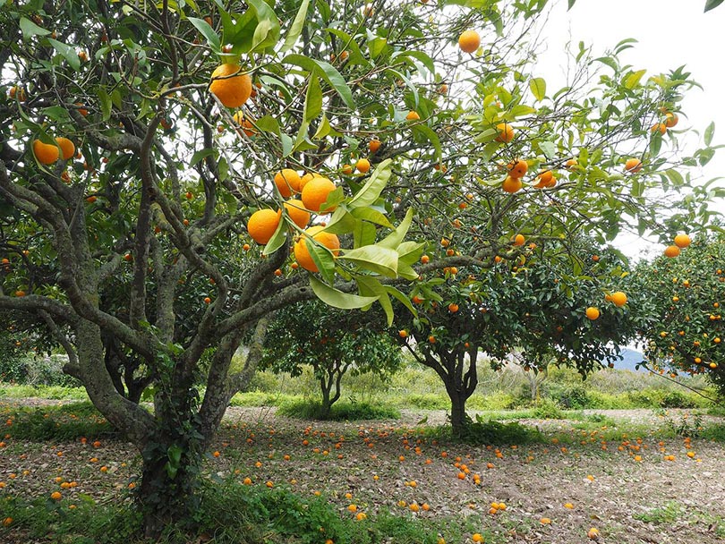 orange trees