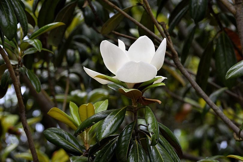southern magnolia tree