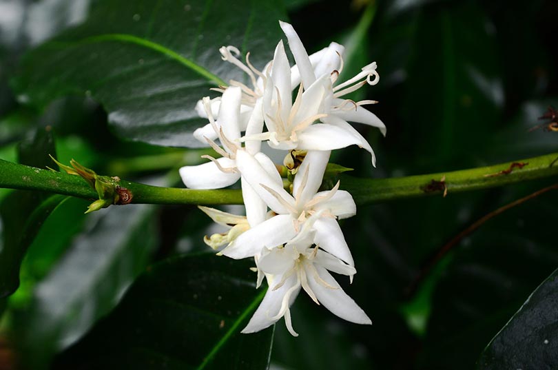coffee flowers