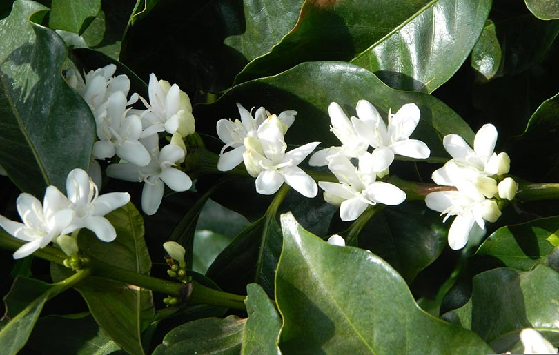coffee flowers