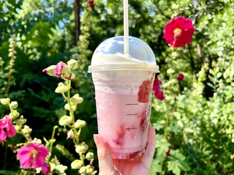 Starbucks Strawberry Creme Frappuccino in front of plants and flowers