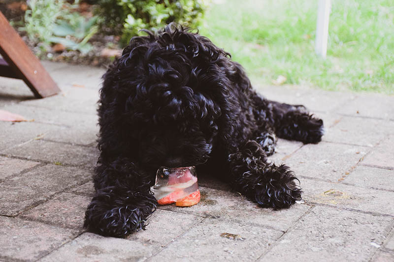 Black cockapoo enjoying its frozen apple treat