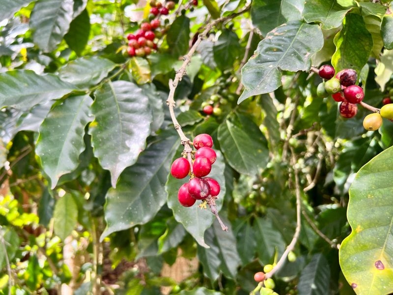 red ripe coffee cherries growing on coffee plants