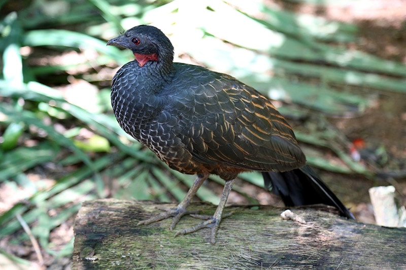 side view of a jacu bird