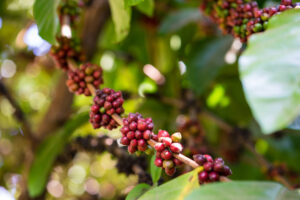 excelsa coffee cherries